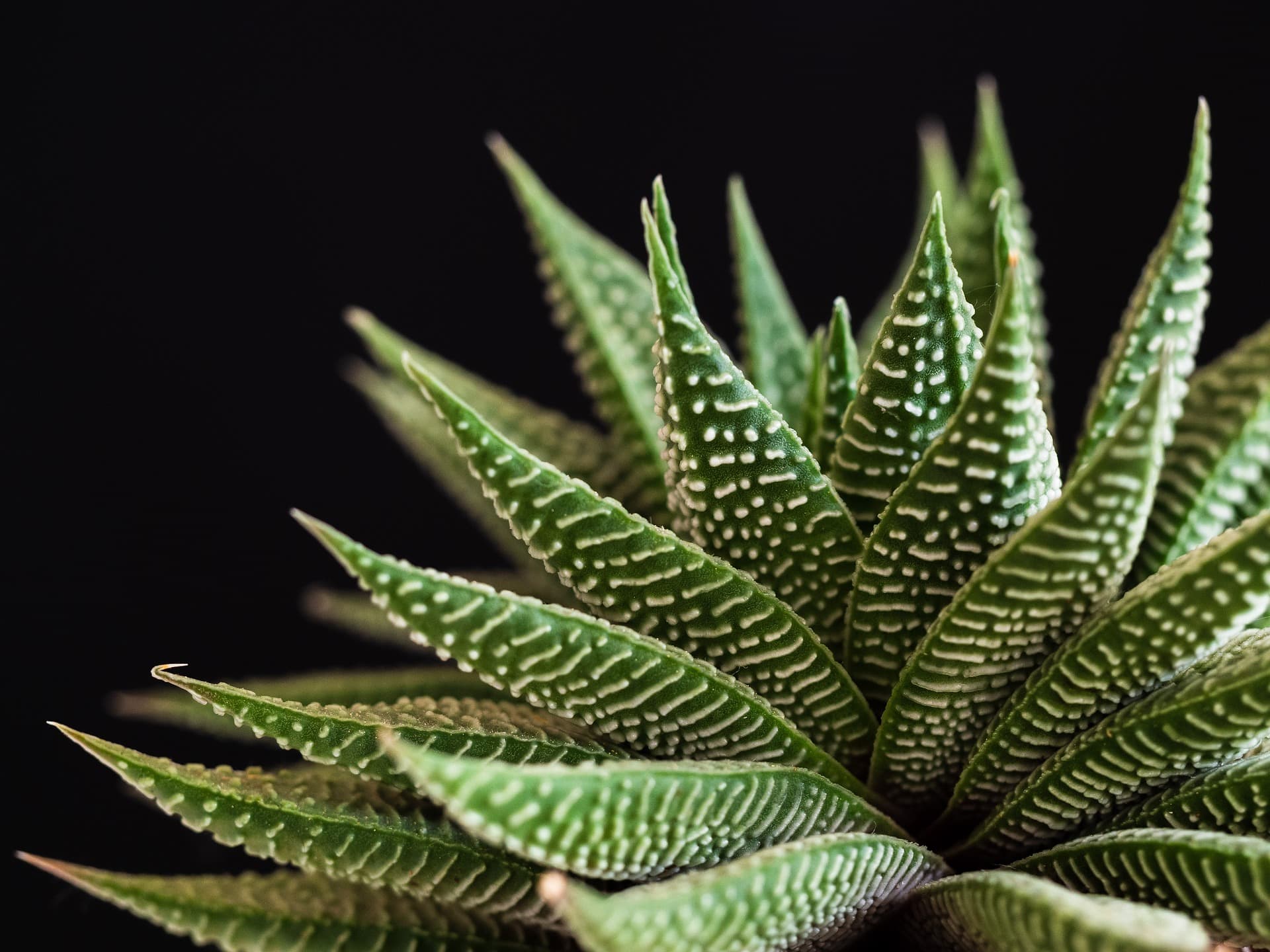 Close-up of a striped haworthia succulent