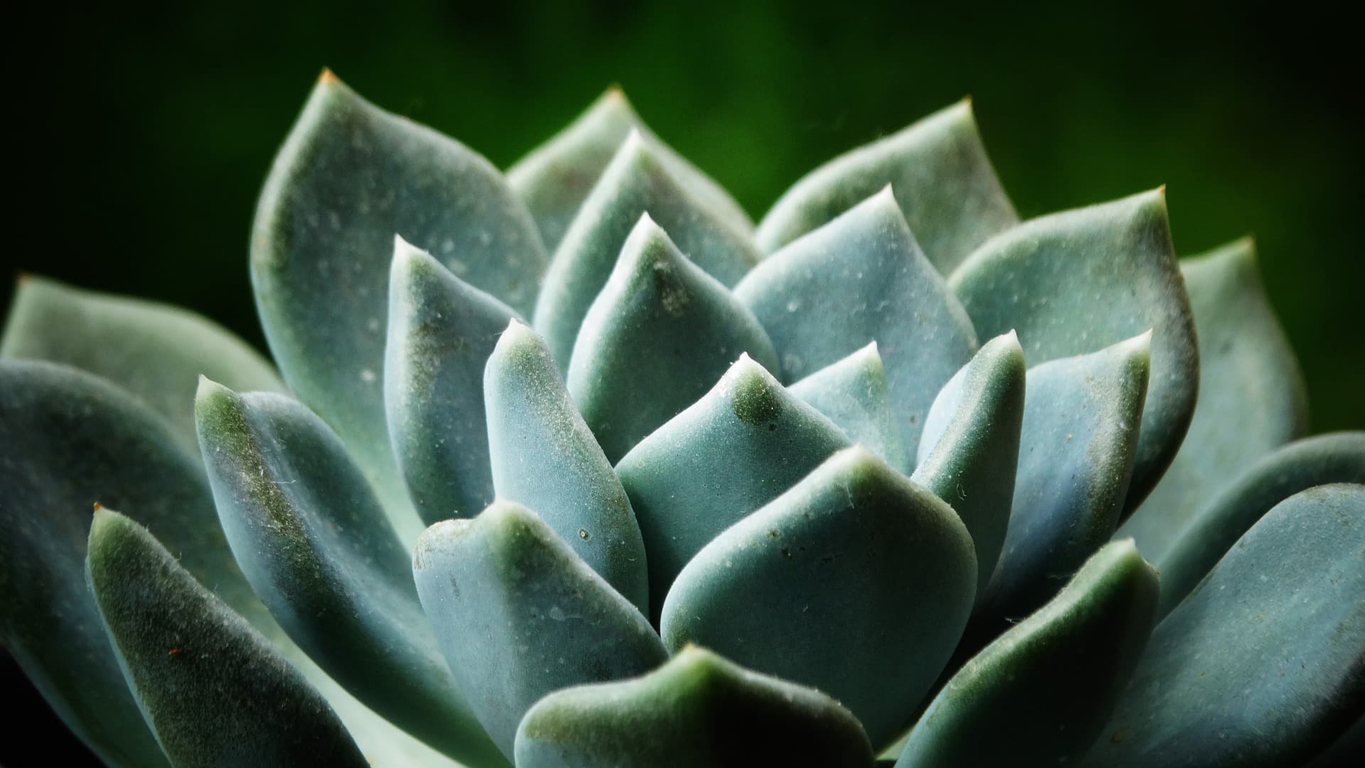 Blue-grey echeveria rosette