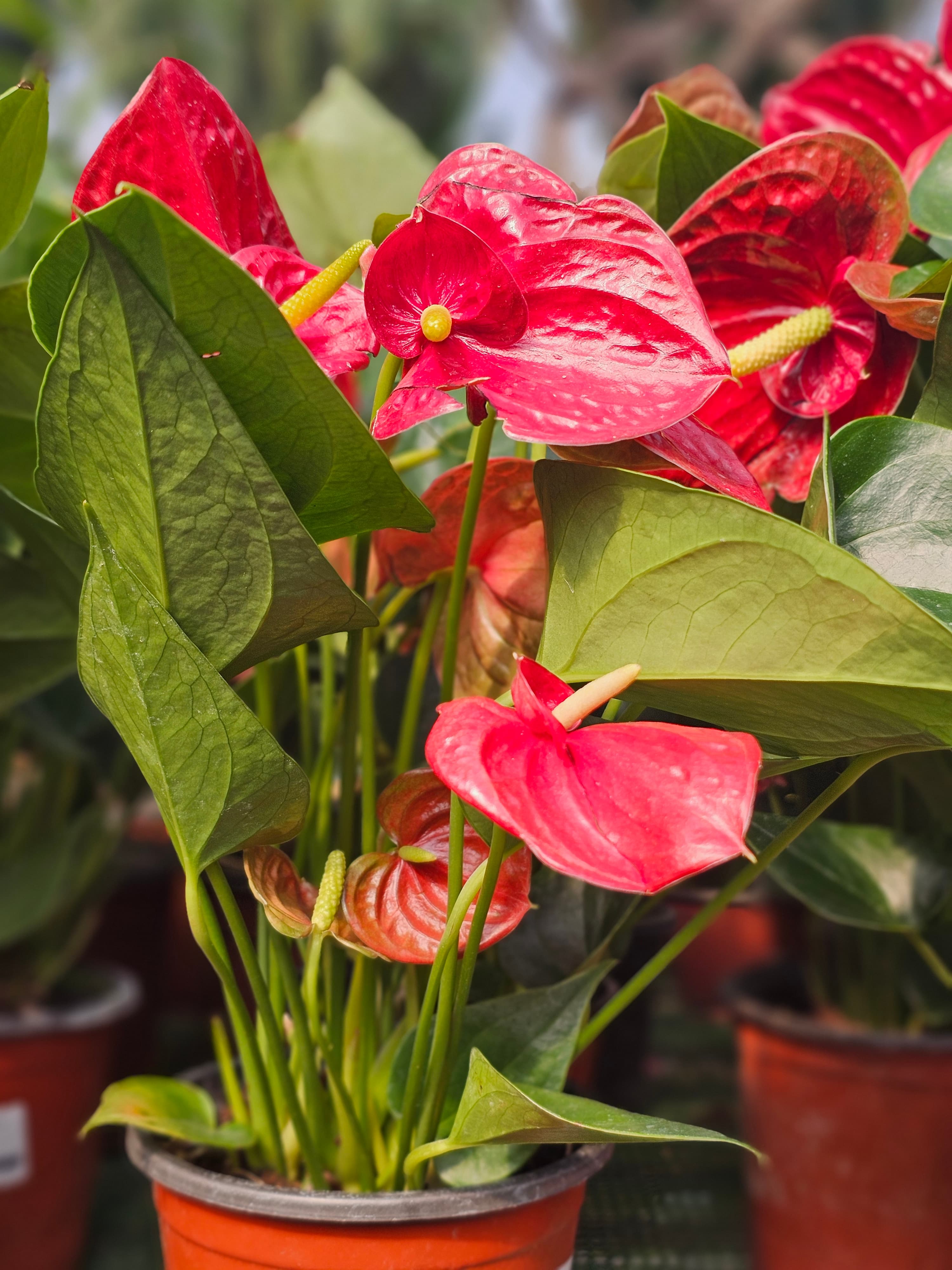 Anthurium