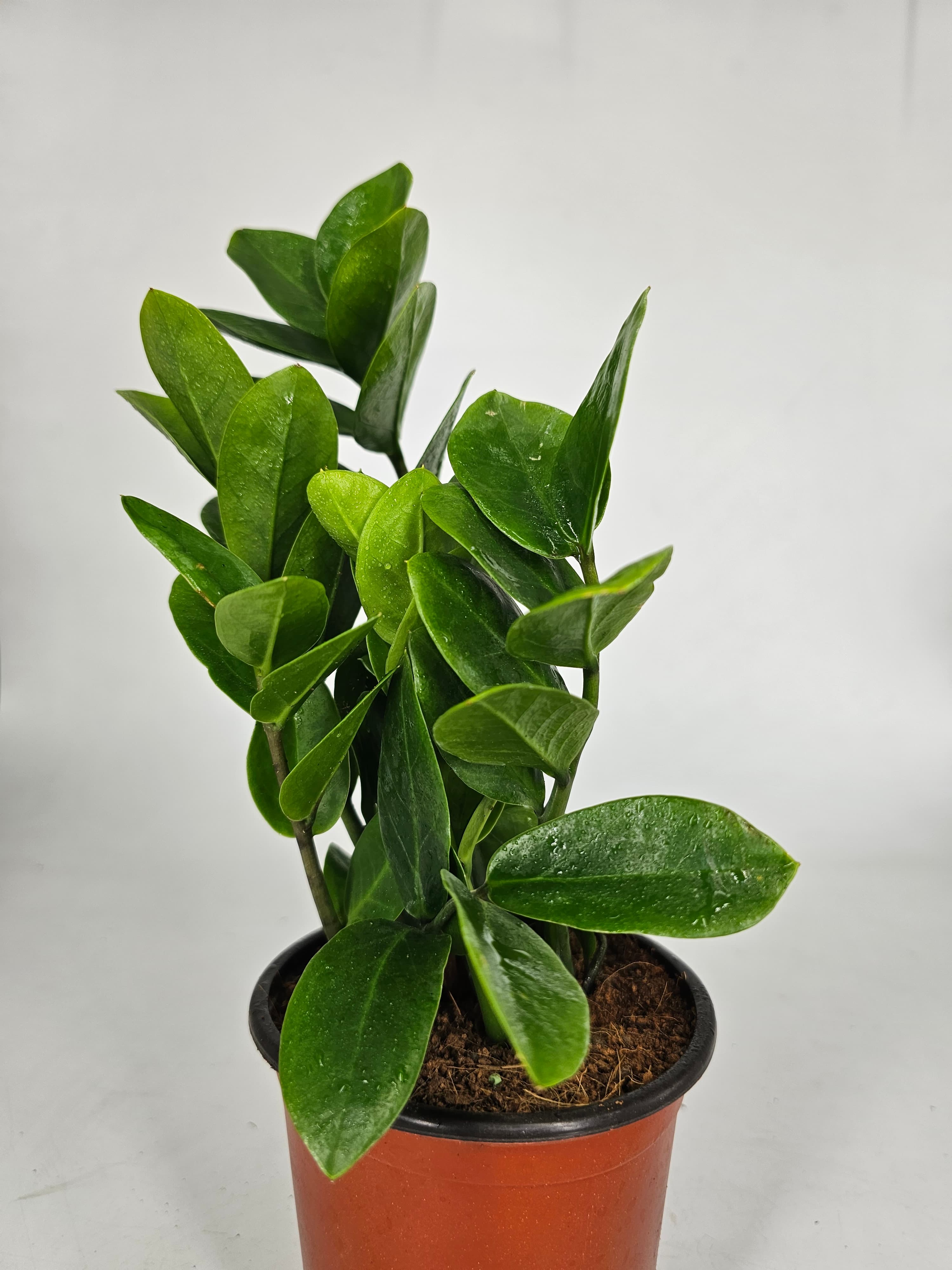 Zz Plant