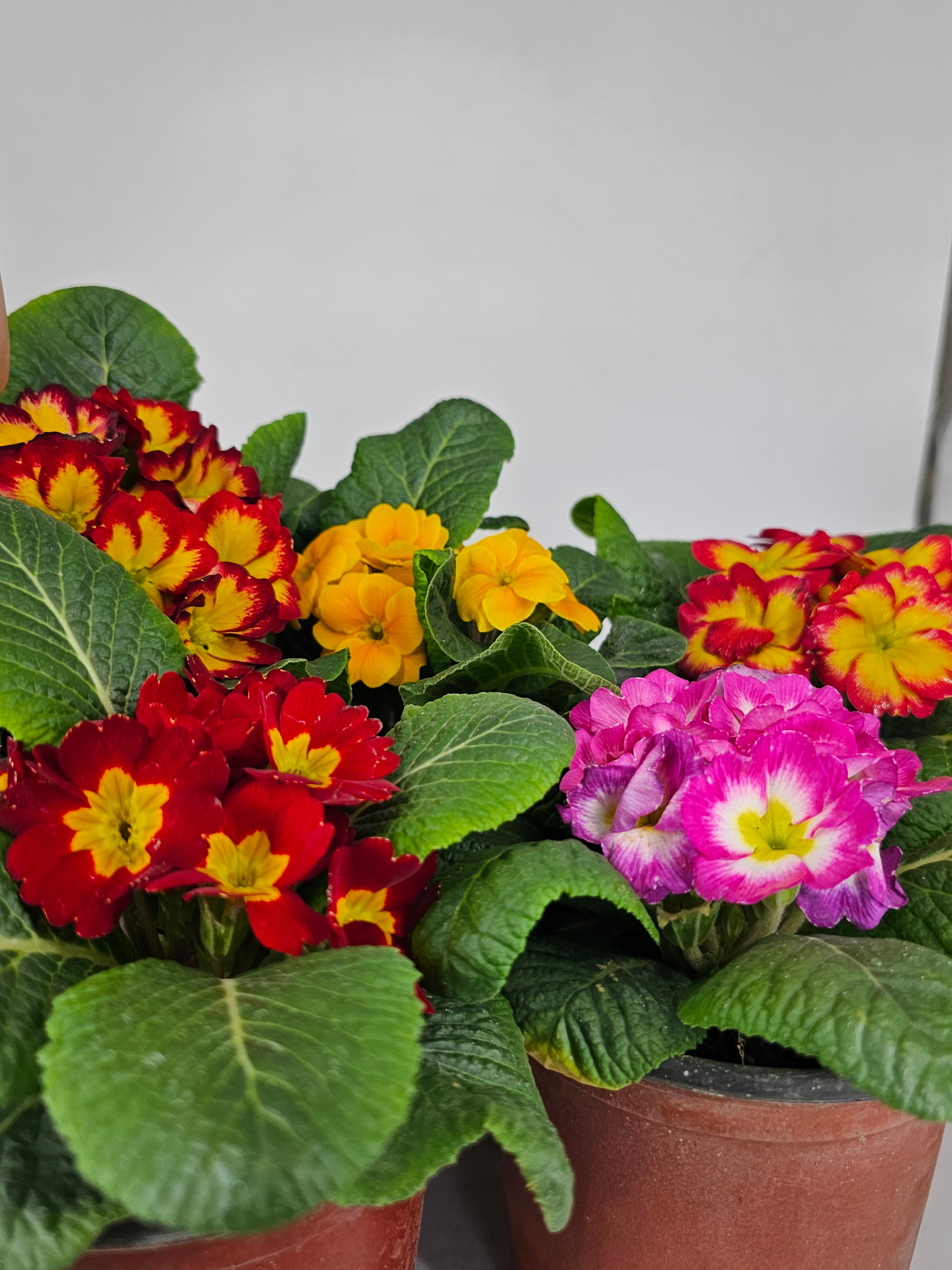 Primula 