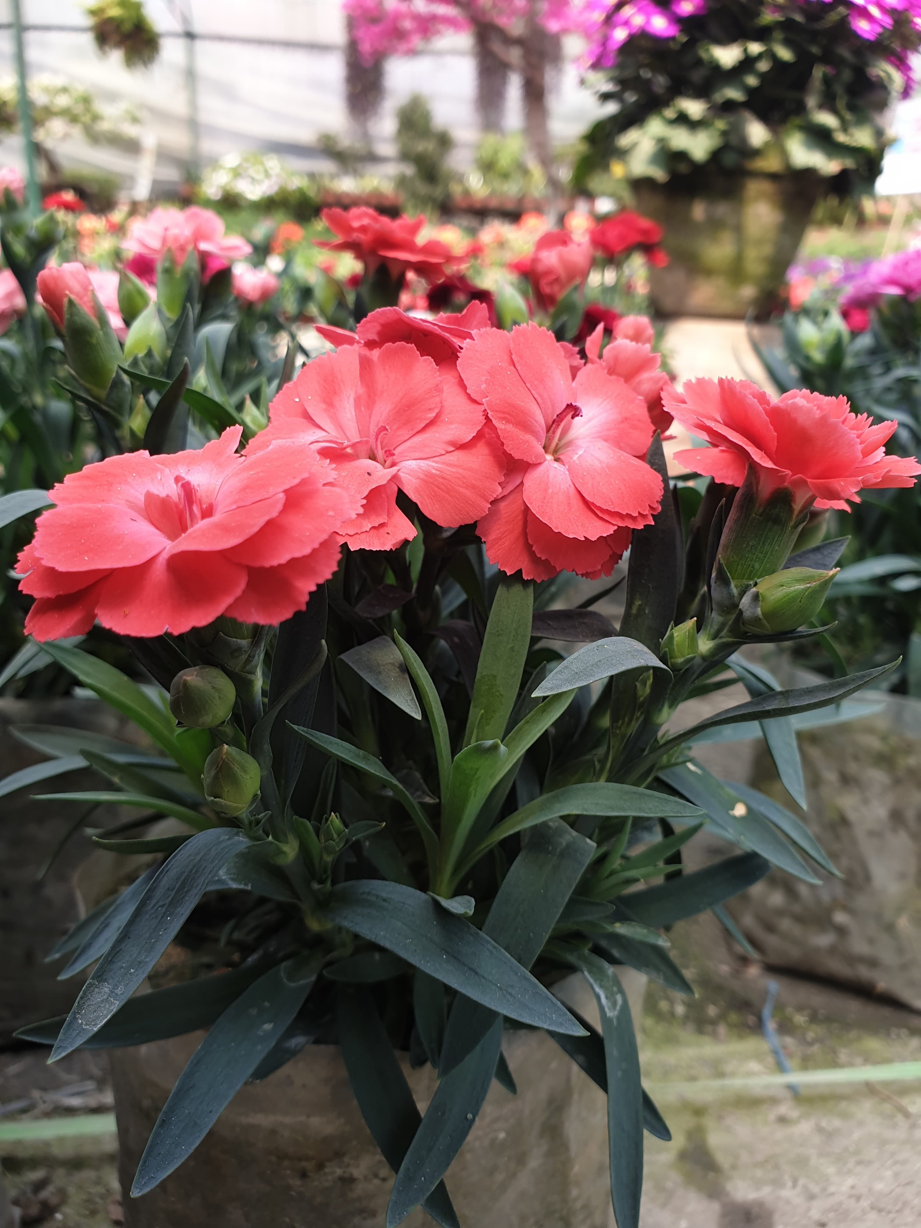 Carnation