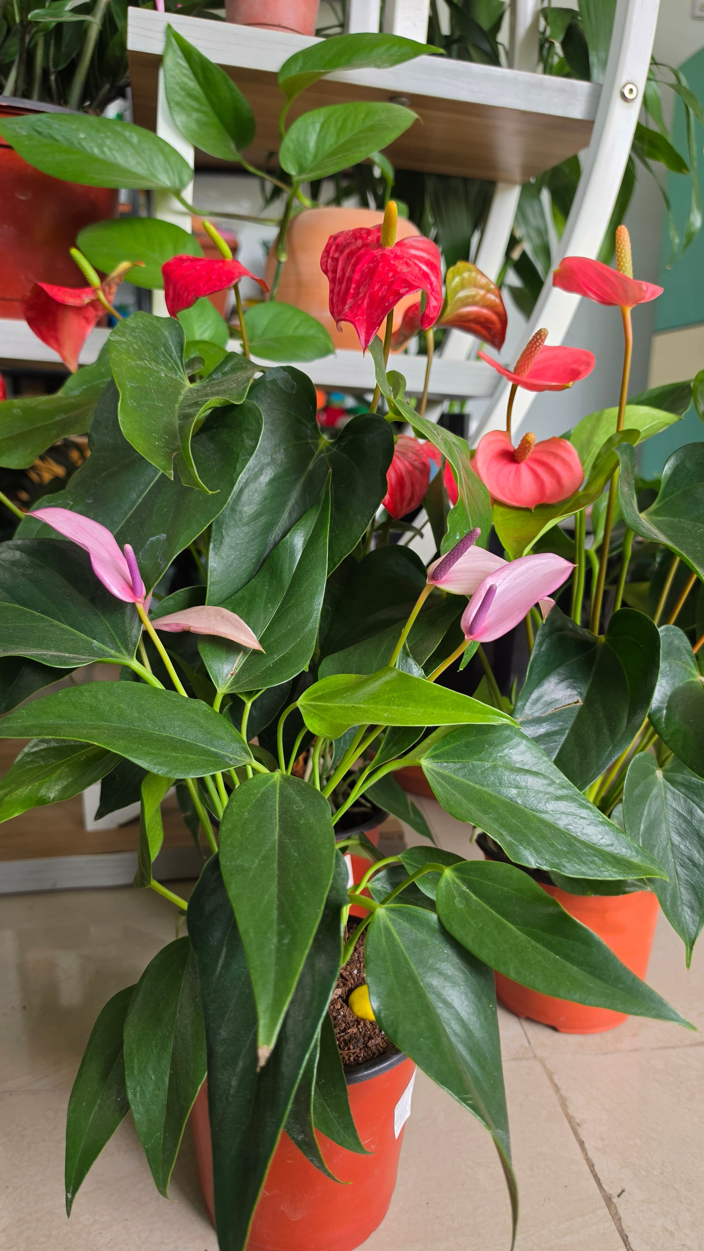 Anthurium Andraeanum | Perfect for Home | Office | GIfts