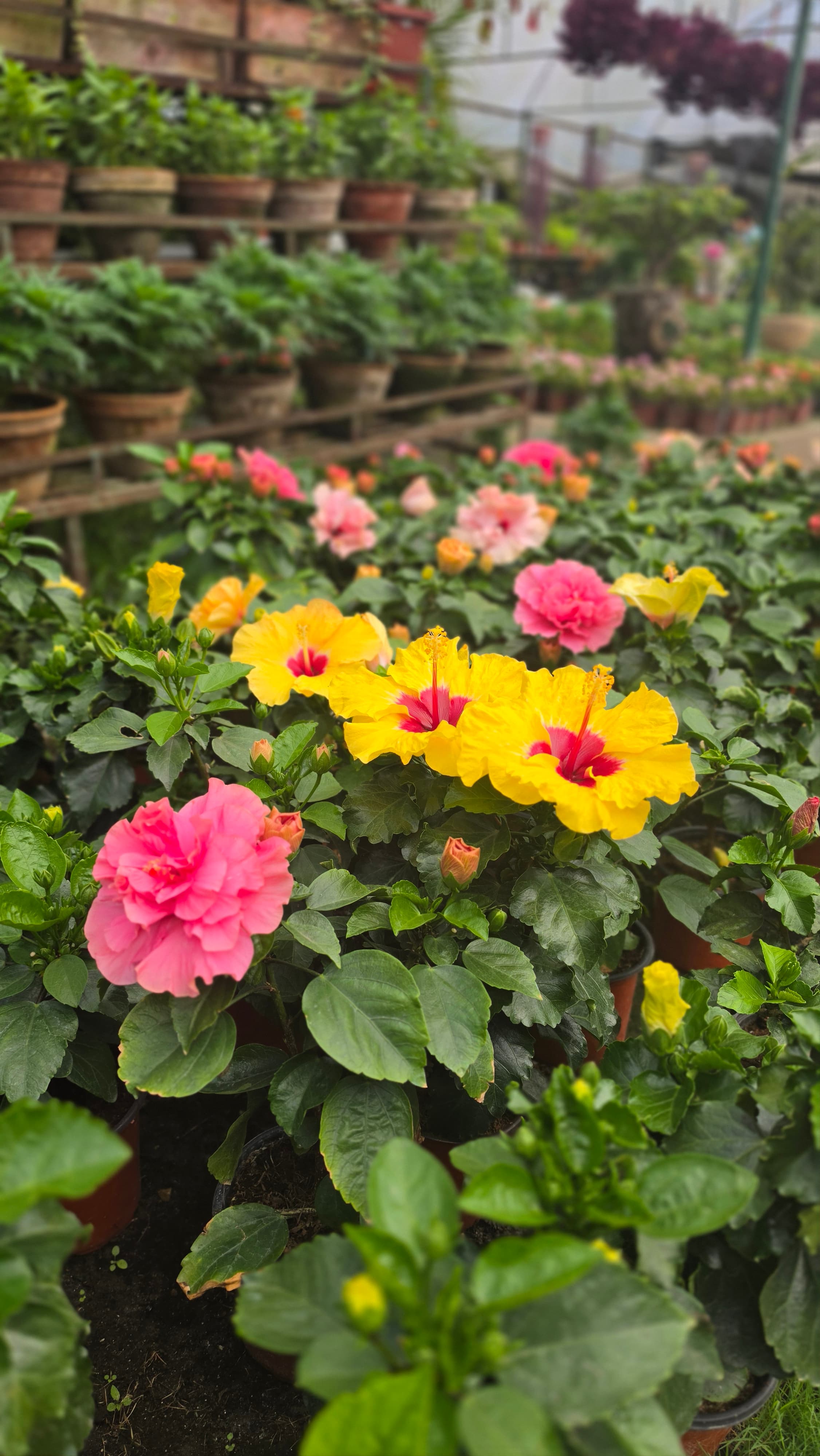 Flowering Plants