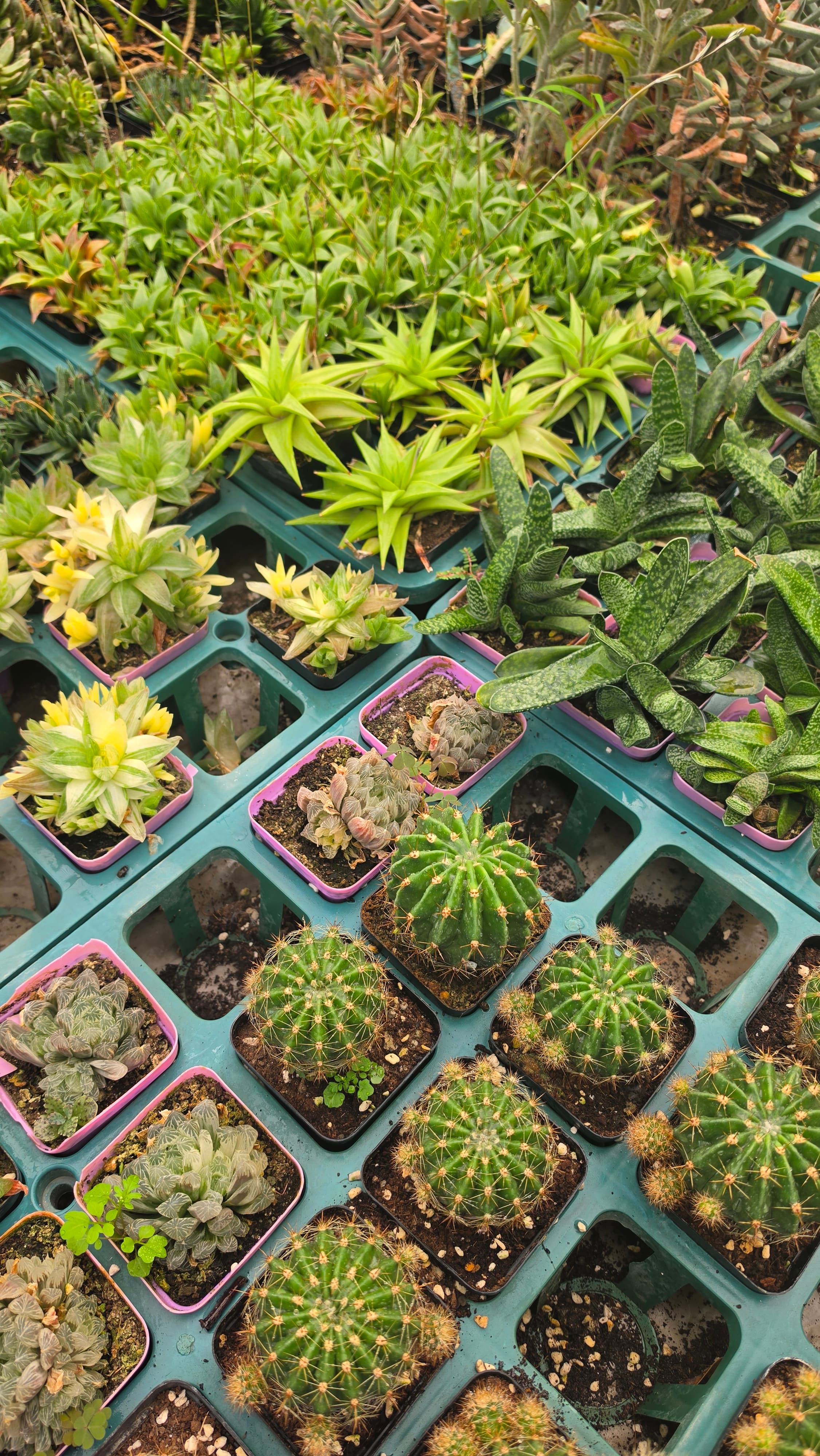 Succulents and Cacti