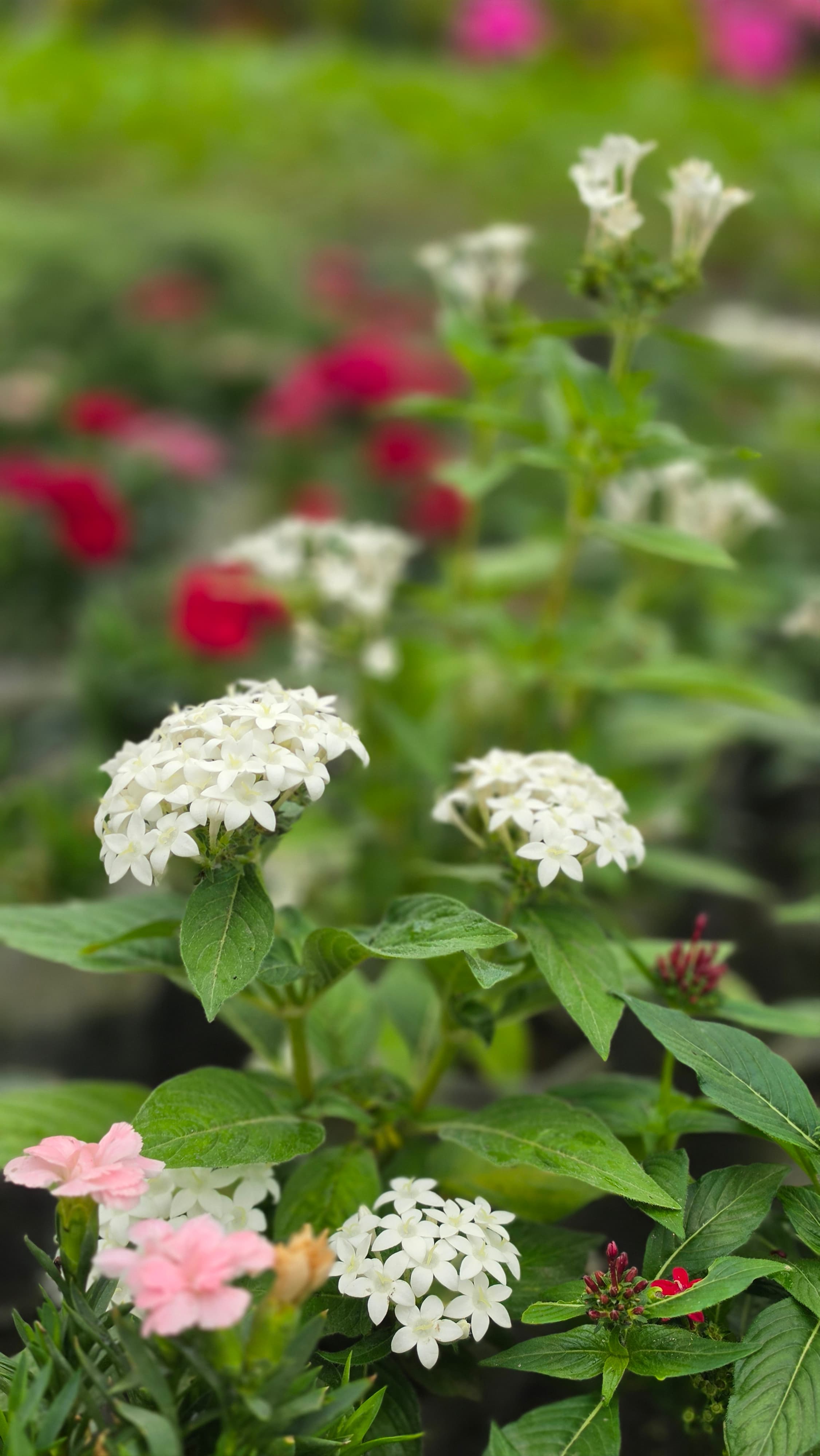 Perennial