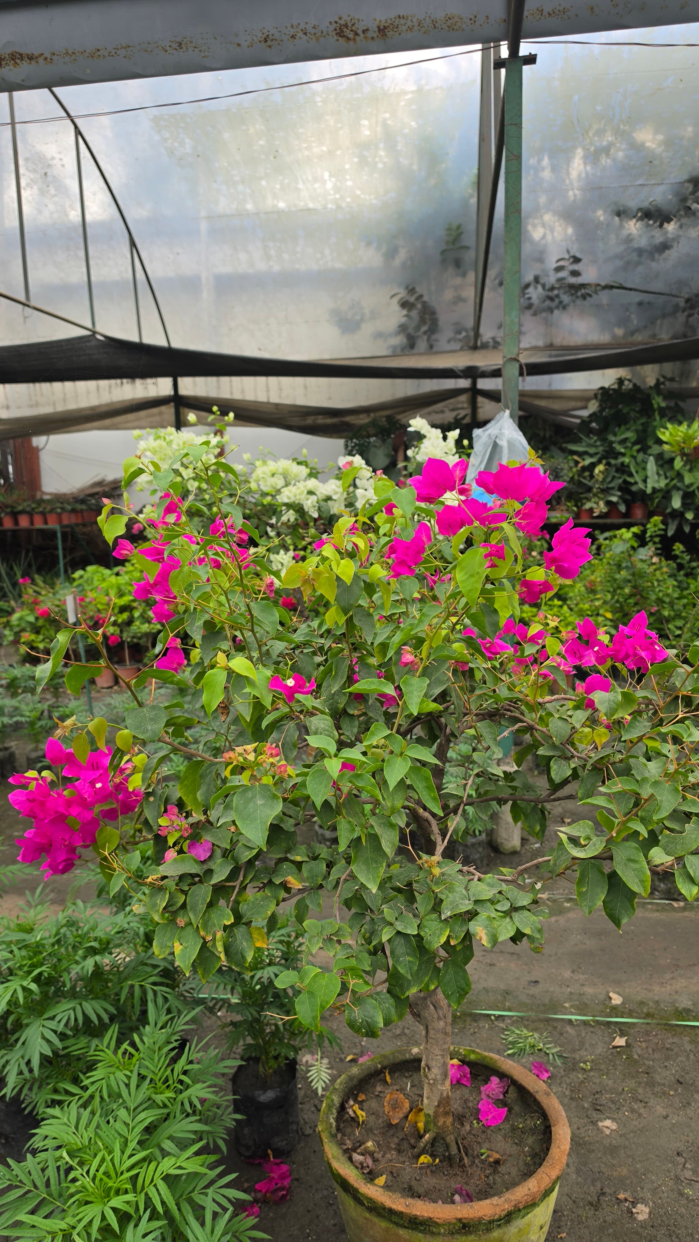 Garden Plants