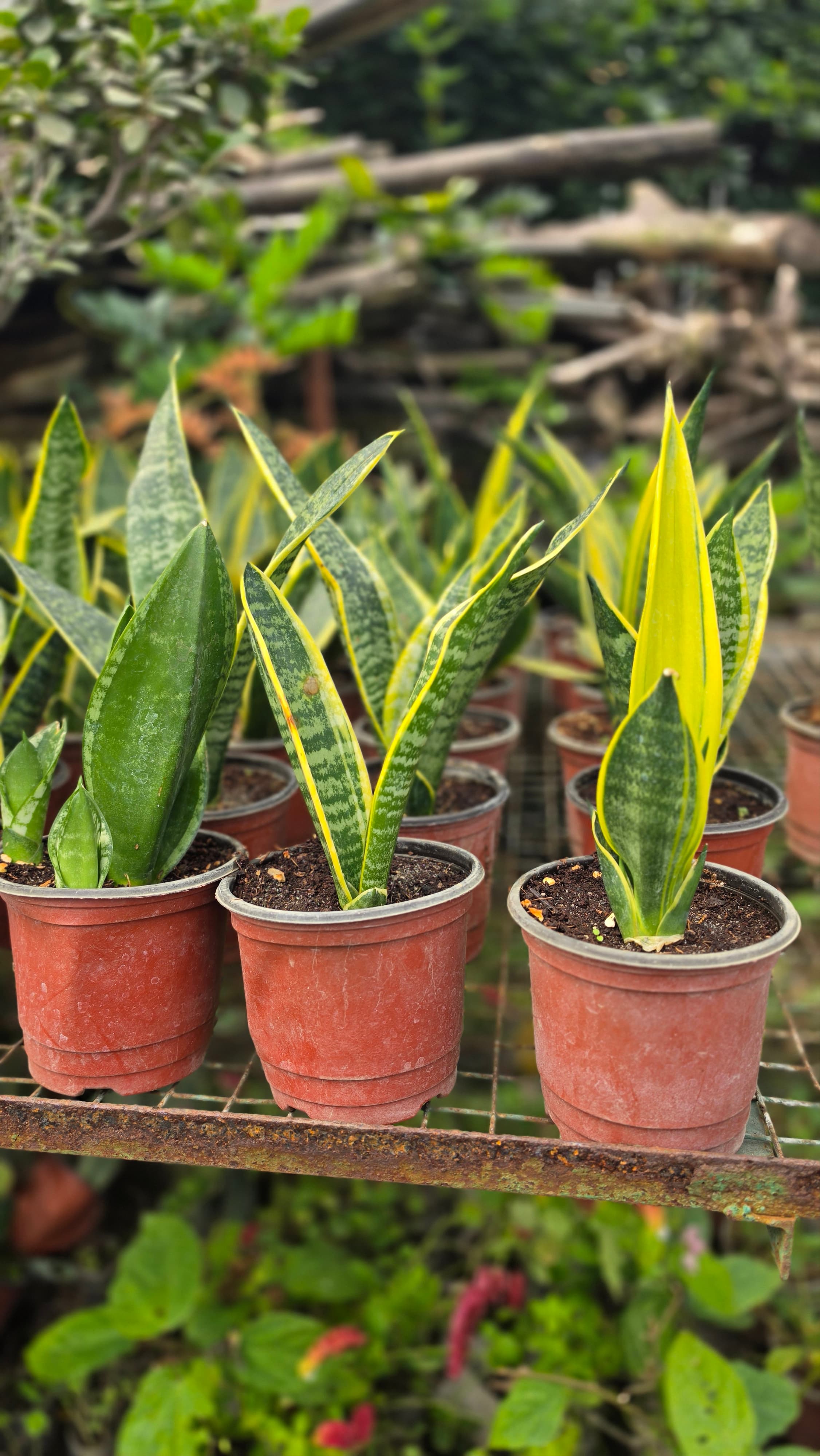 Snake Plant Indoor Plant | For Home Decor | Decorative Plant