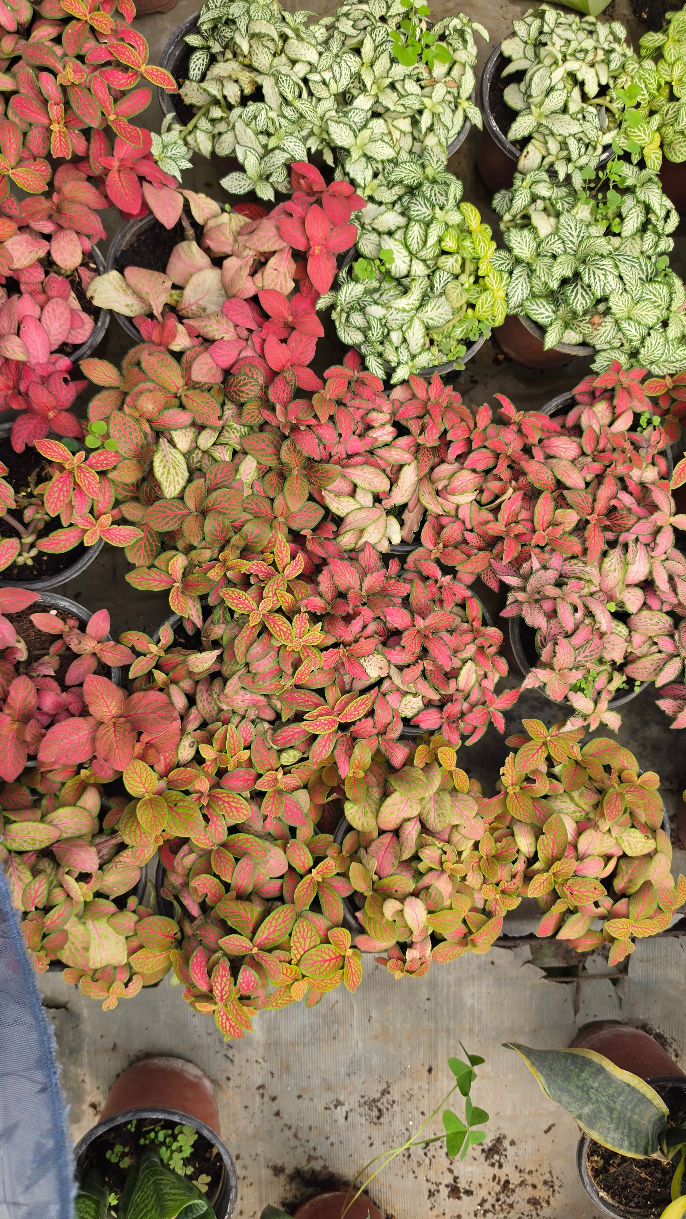 Fittonia | Easy to Care | Tropical Perennial | Inddor Plant