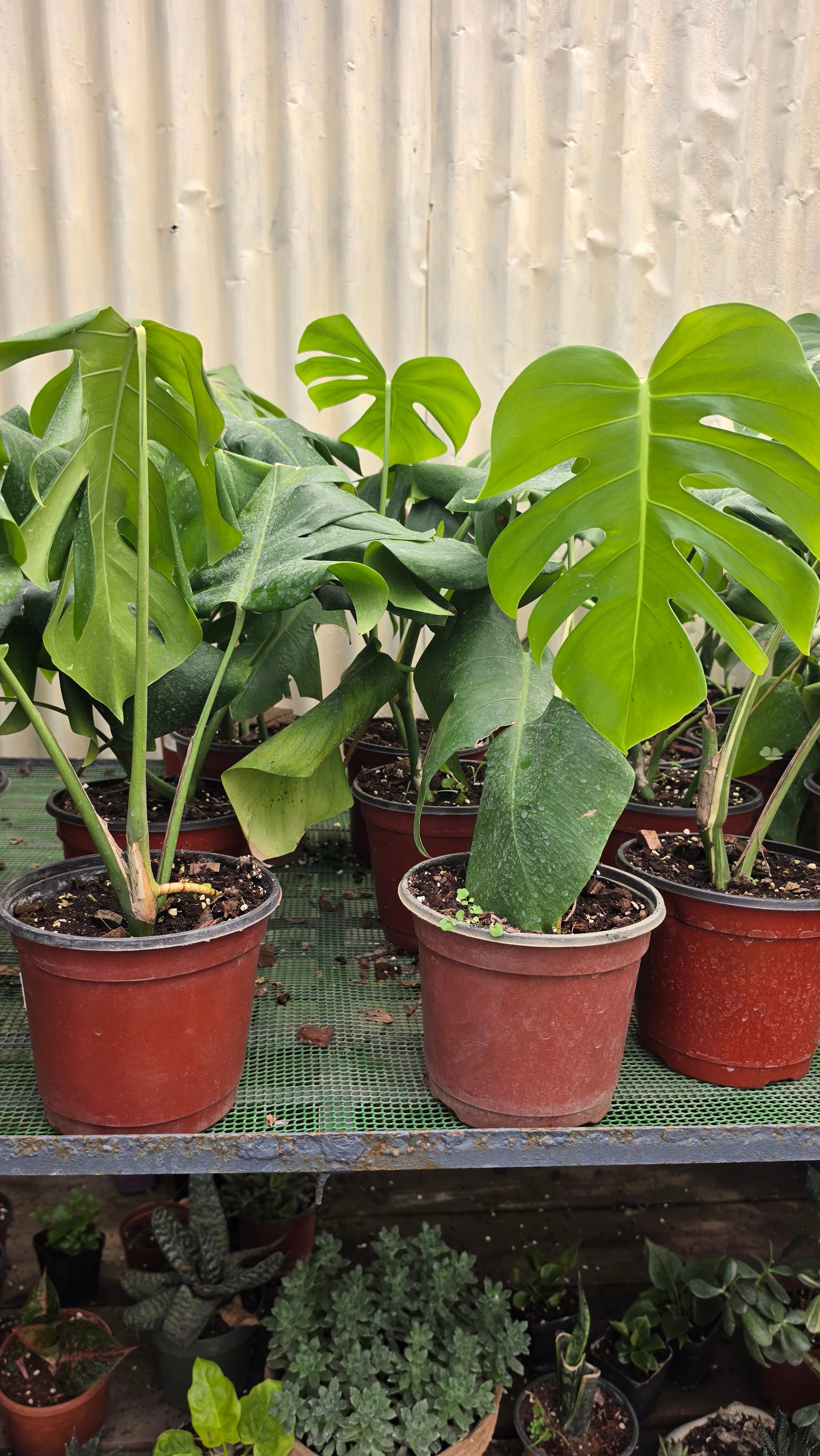 Monstera adansonii | Indoor Plant | Perfect to gift