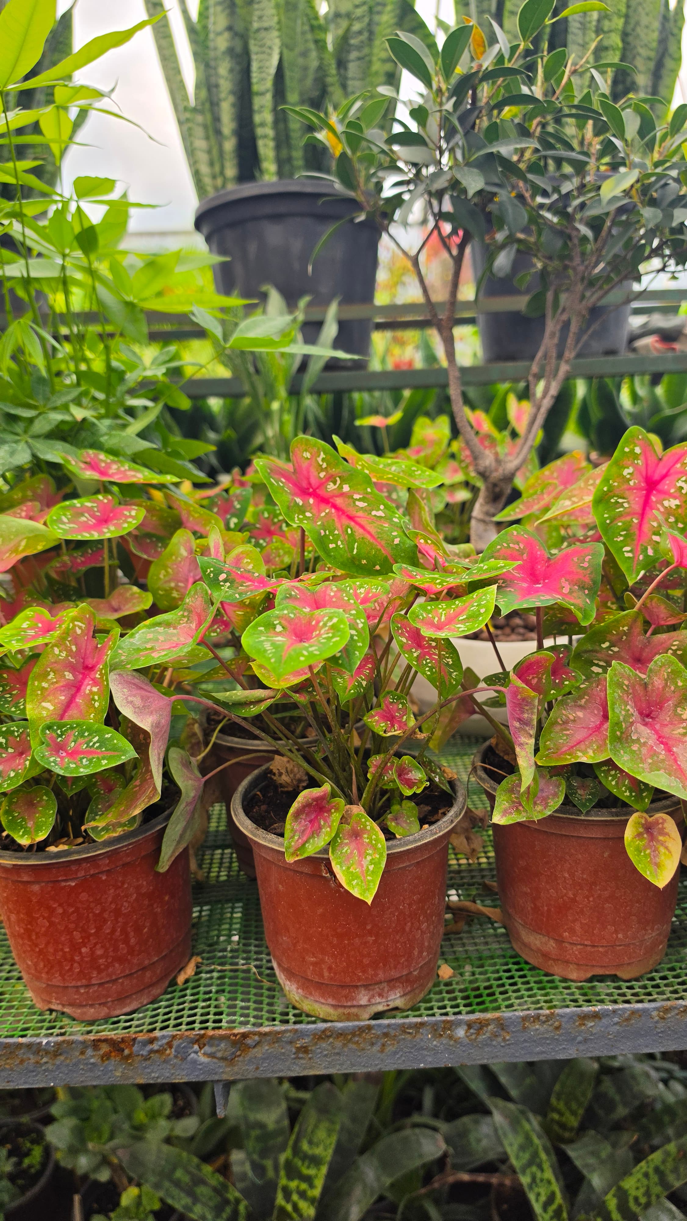 Caladium Plant | Perennial | Angel Wings | Indoor Plant | Decorative
