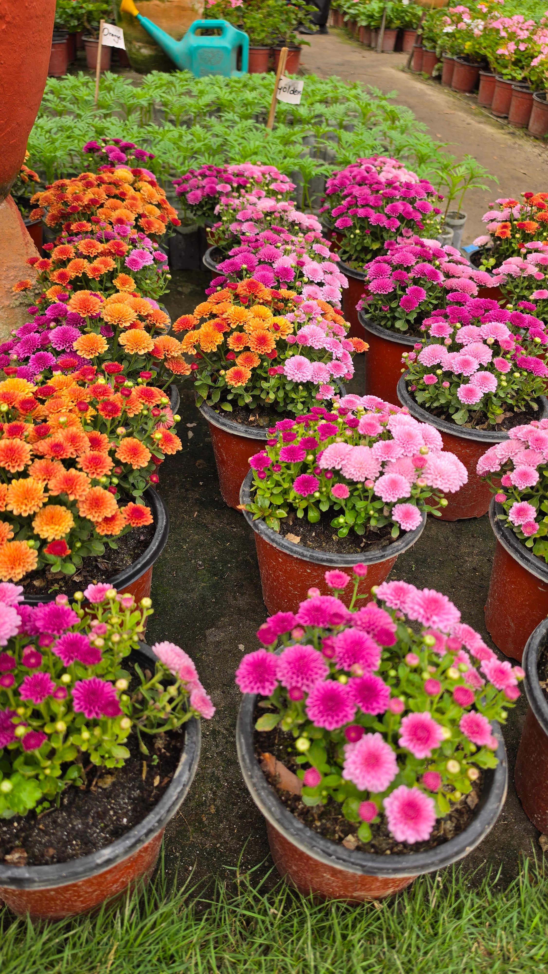 Godawari Miniature | Chrysanthemum Indicum | Festive Flower