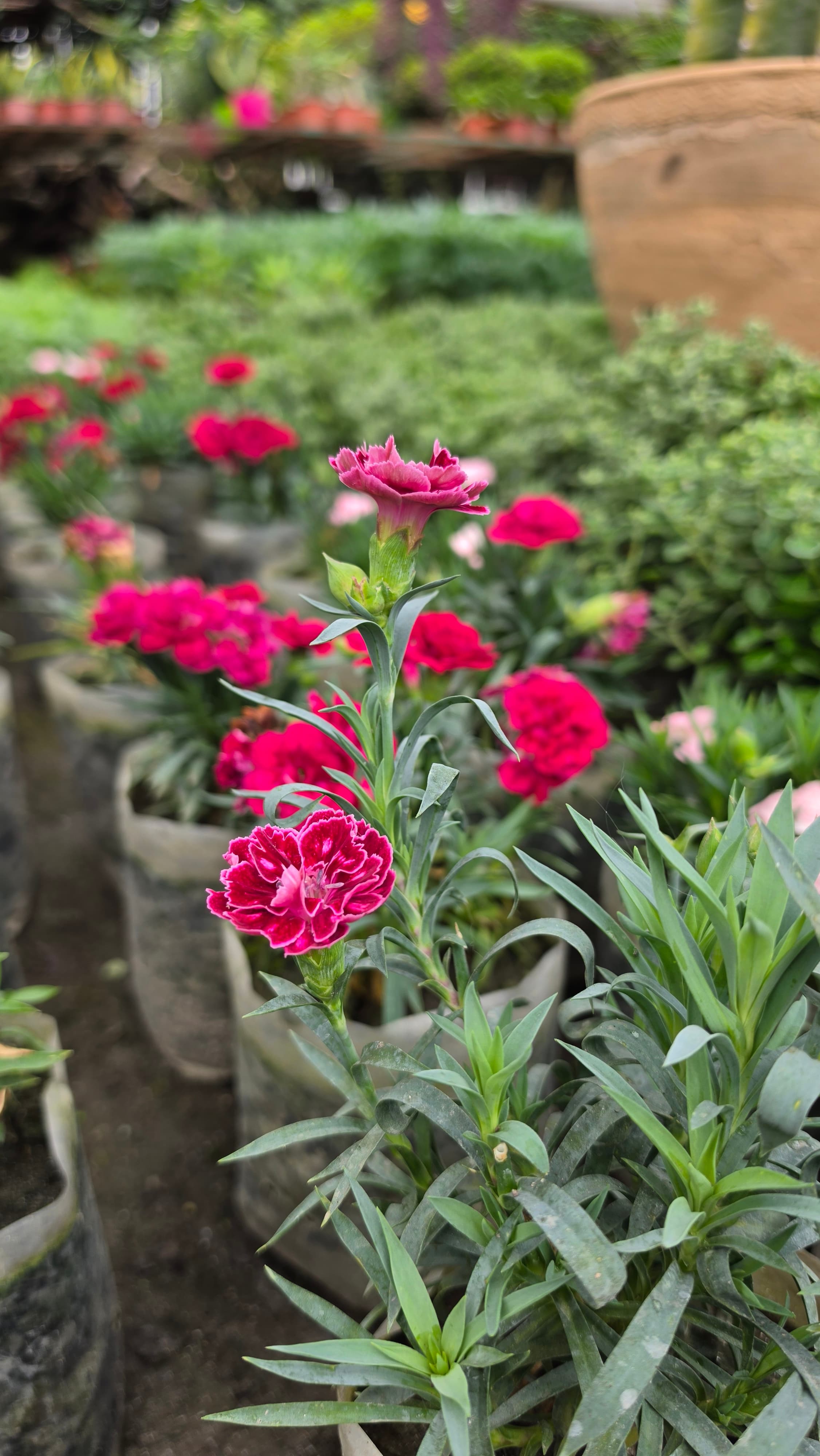 Carnation | Dianthus Caryophyllus | Spicy Fragrance