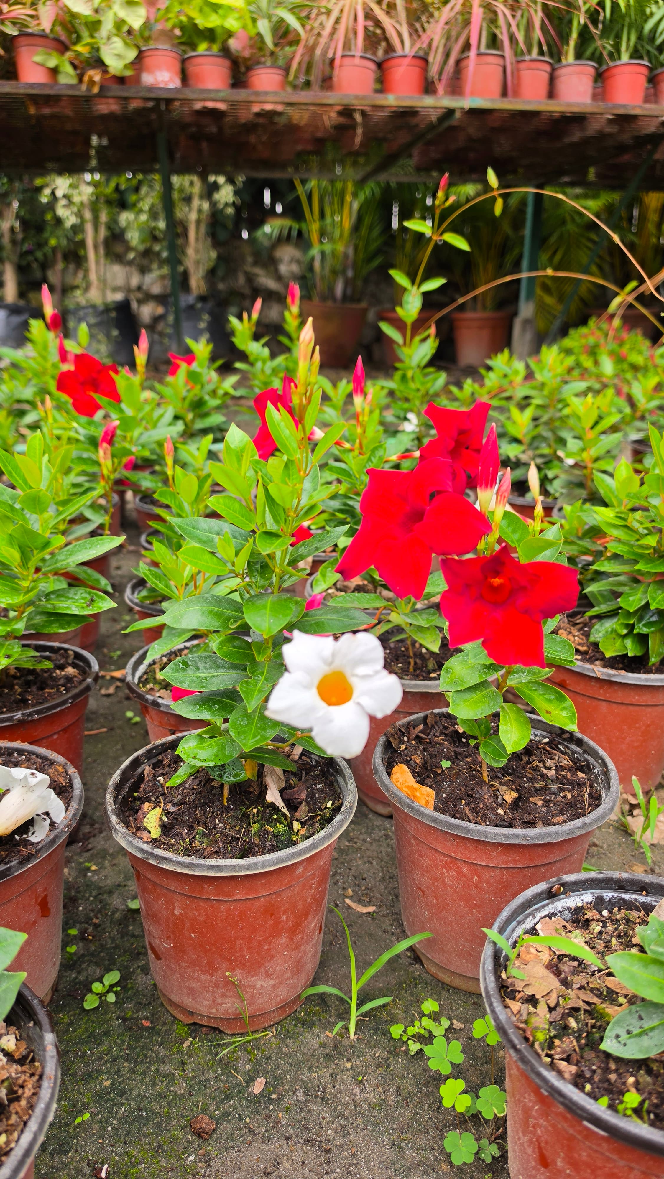 Mandevilla Flower Plant | Tropical and Sub-tropical vine | Trumpet shaped flower