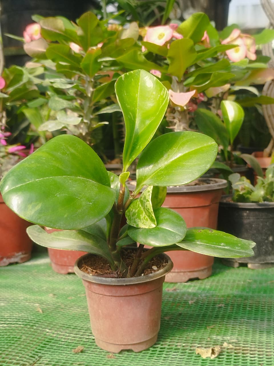 Peperomia