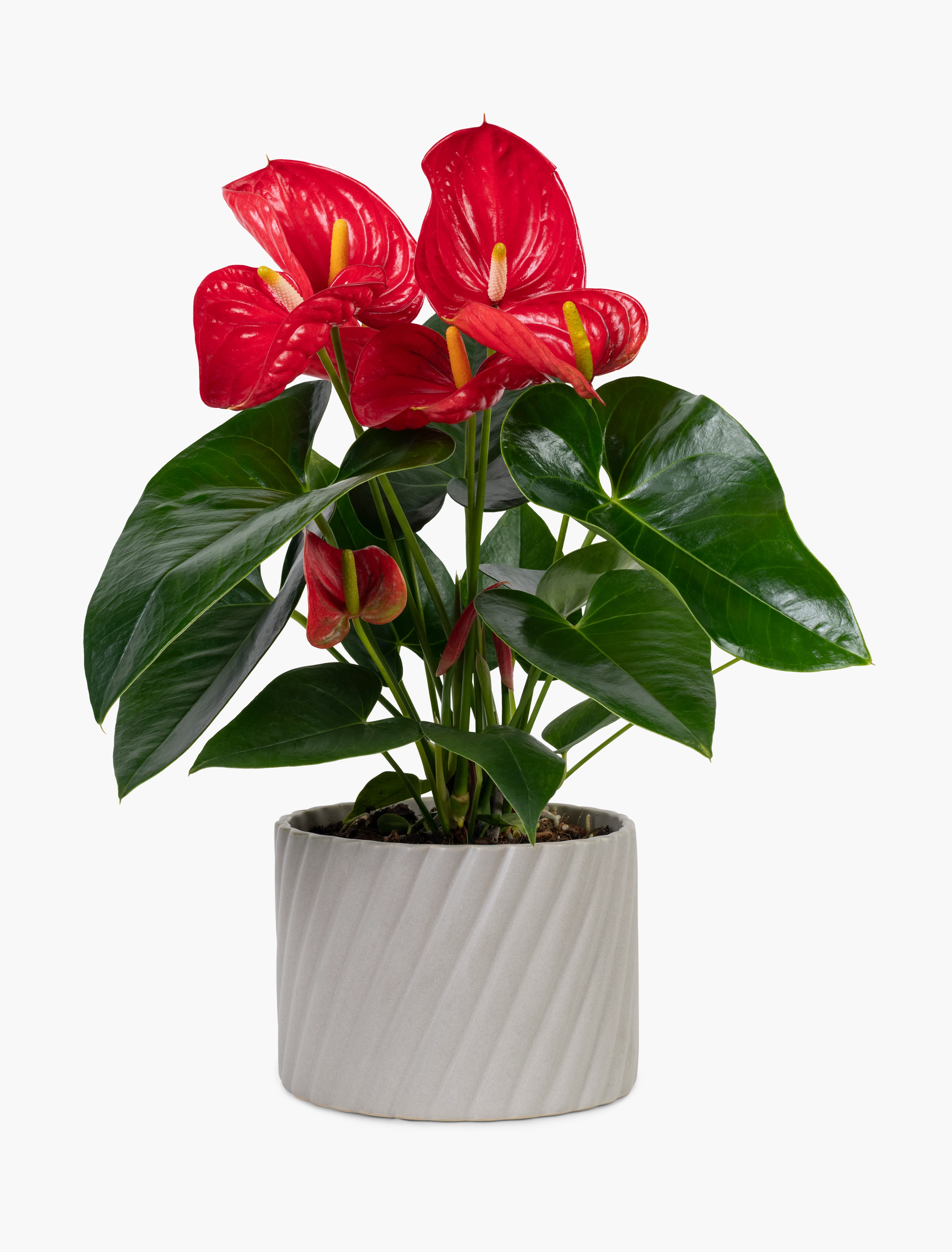 Anthurium