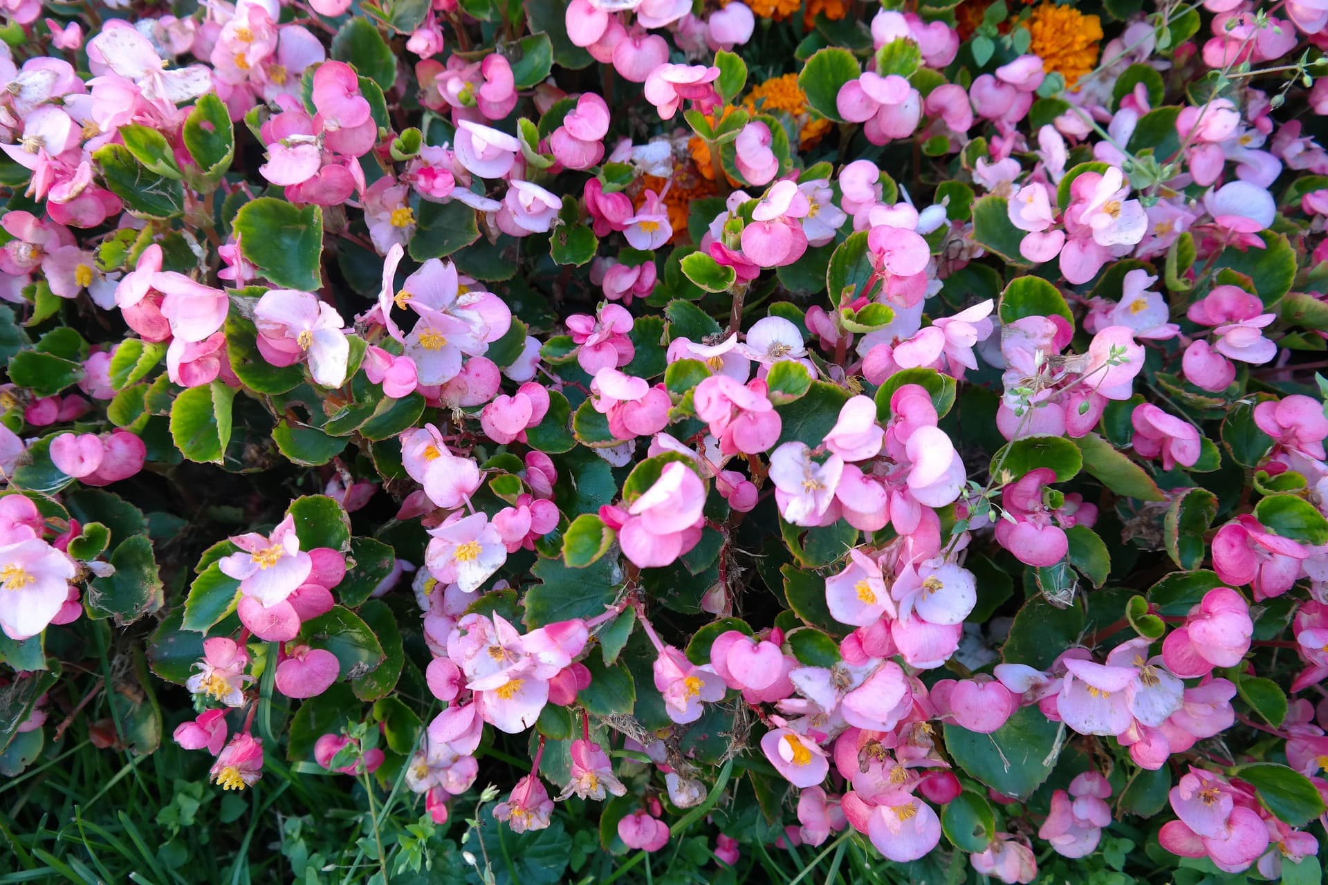 Begonia