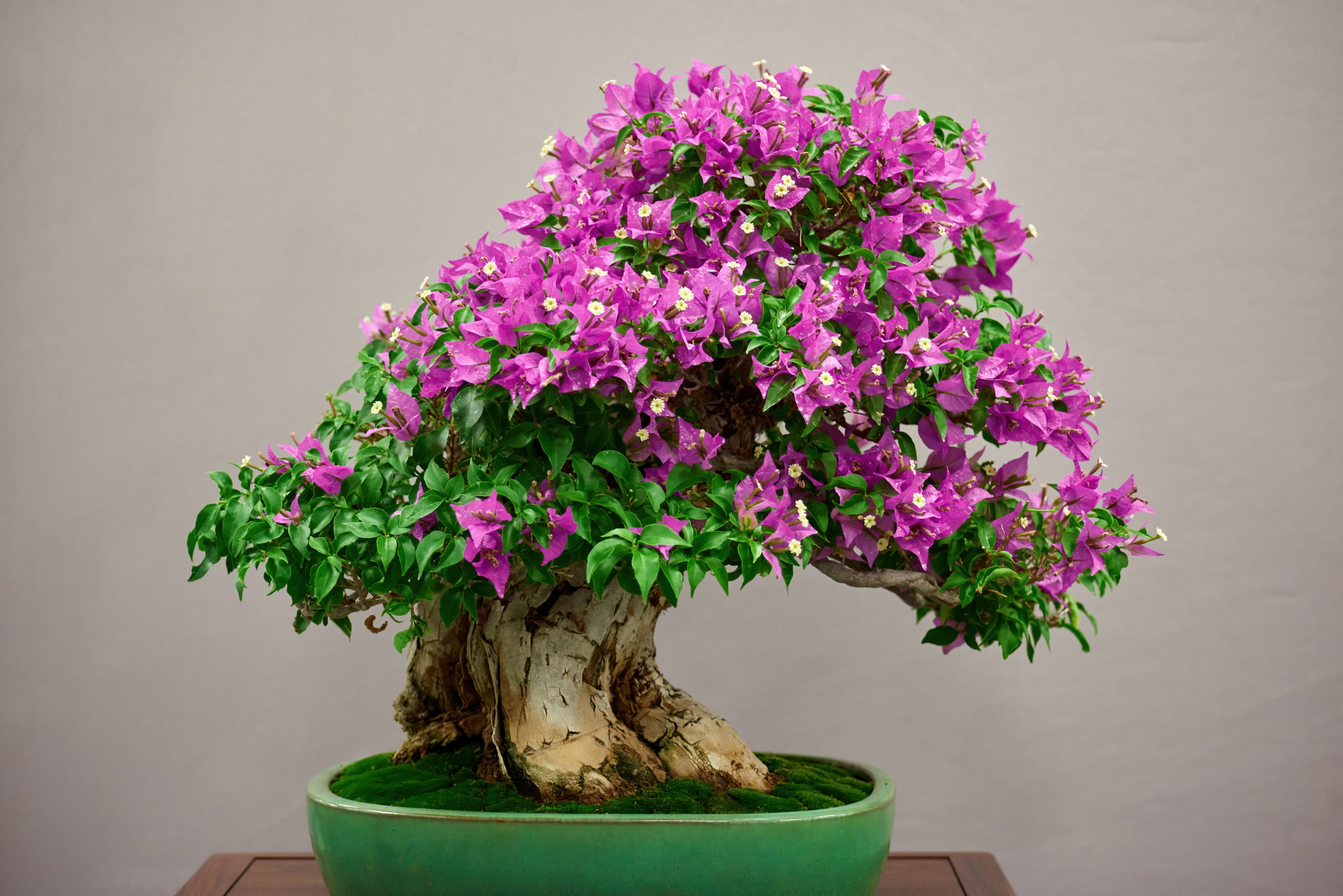 Bougainvillea 