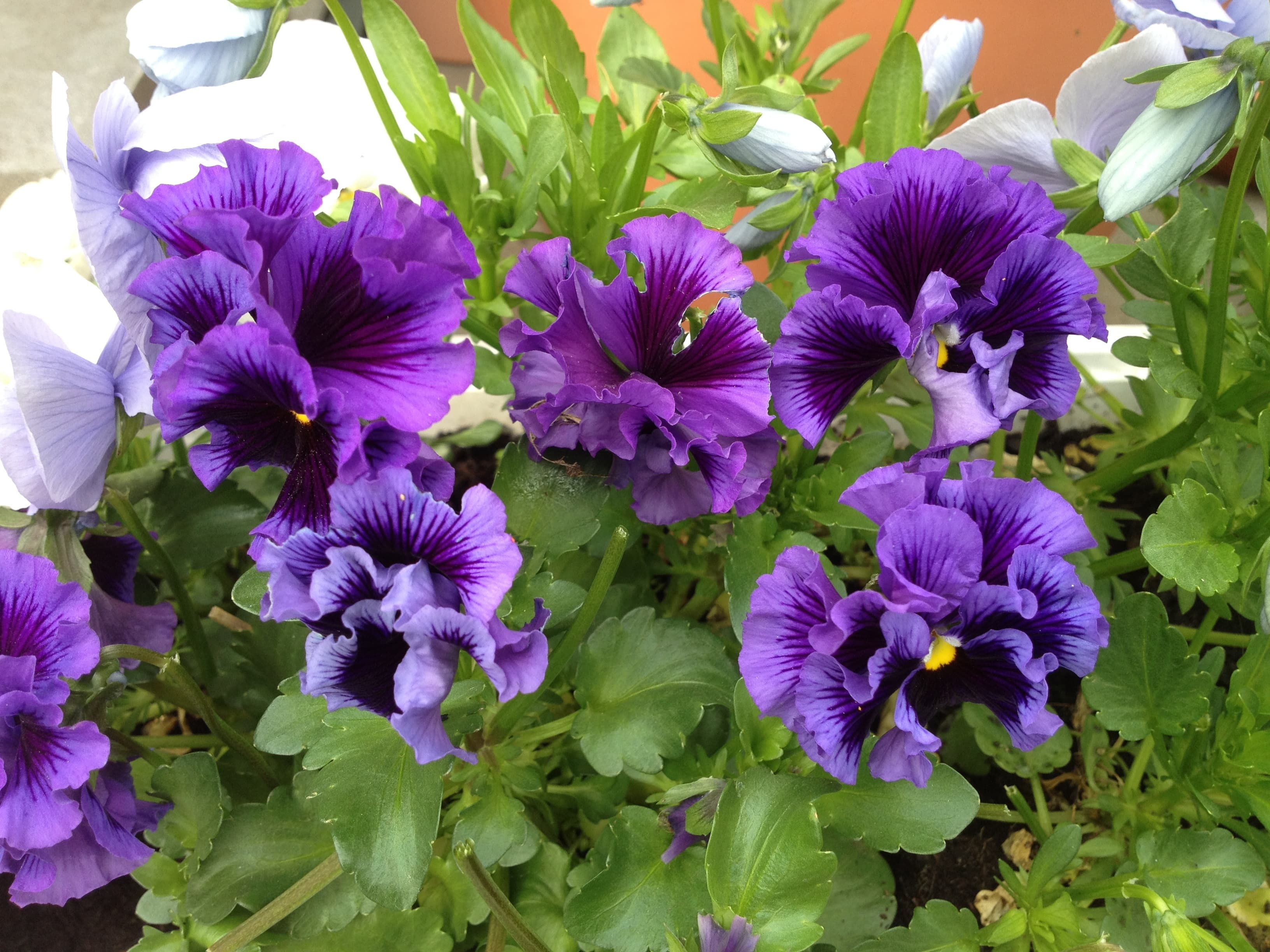 Viola (Johnny Jump Up)