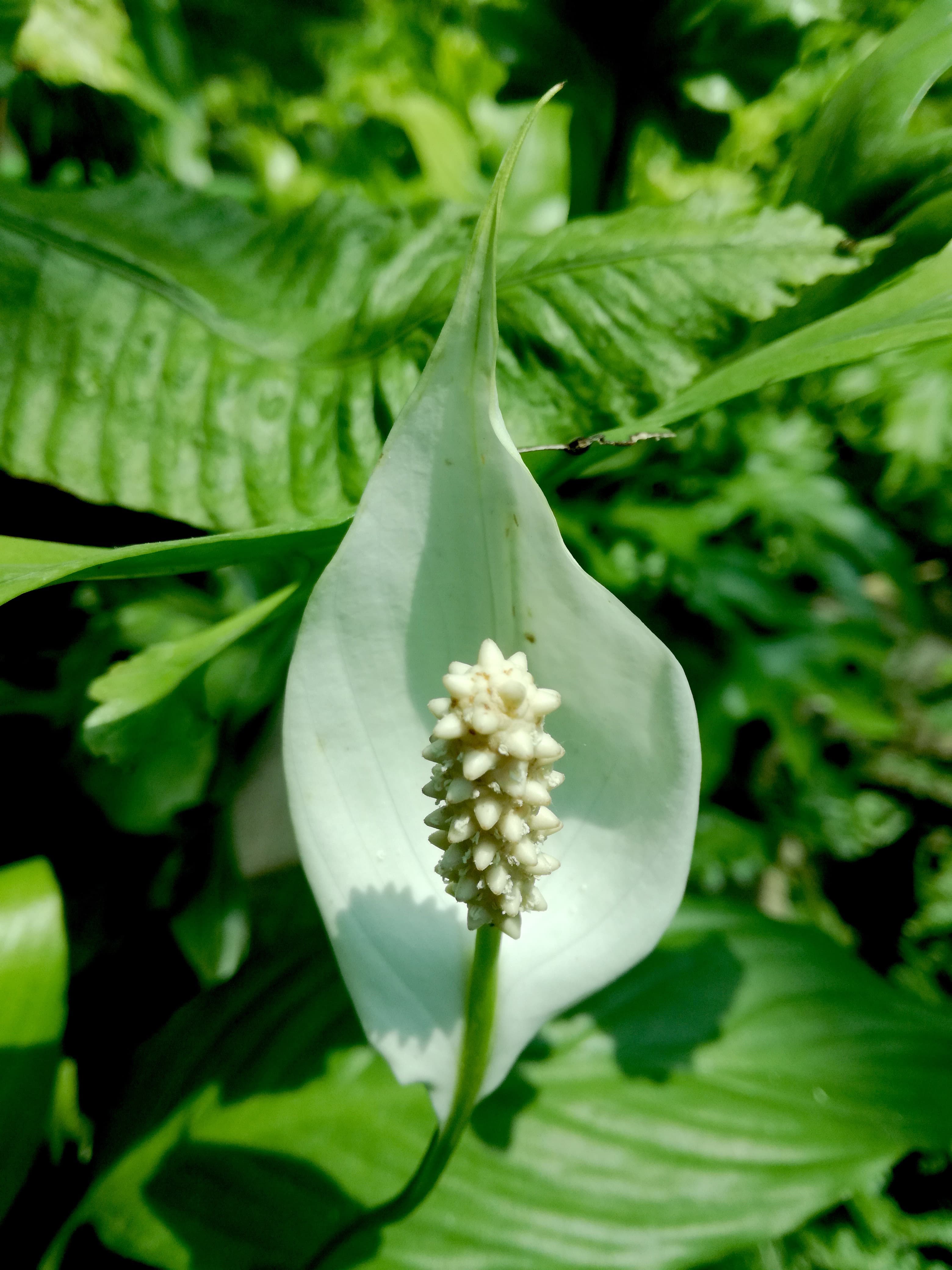 Spathiphyllum (Peace Lily)