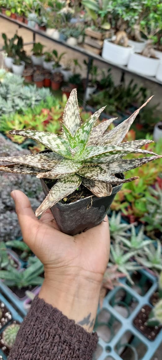 Aloe White Beauty