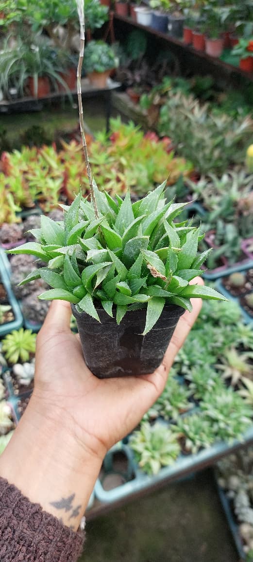 Haworthia