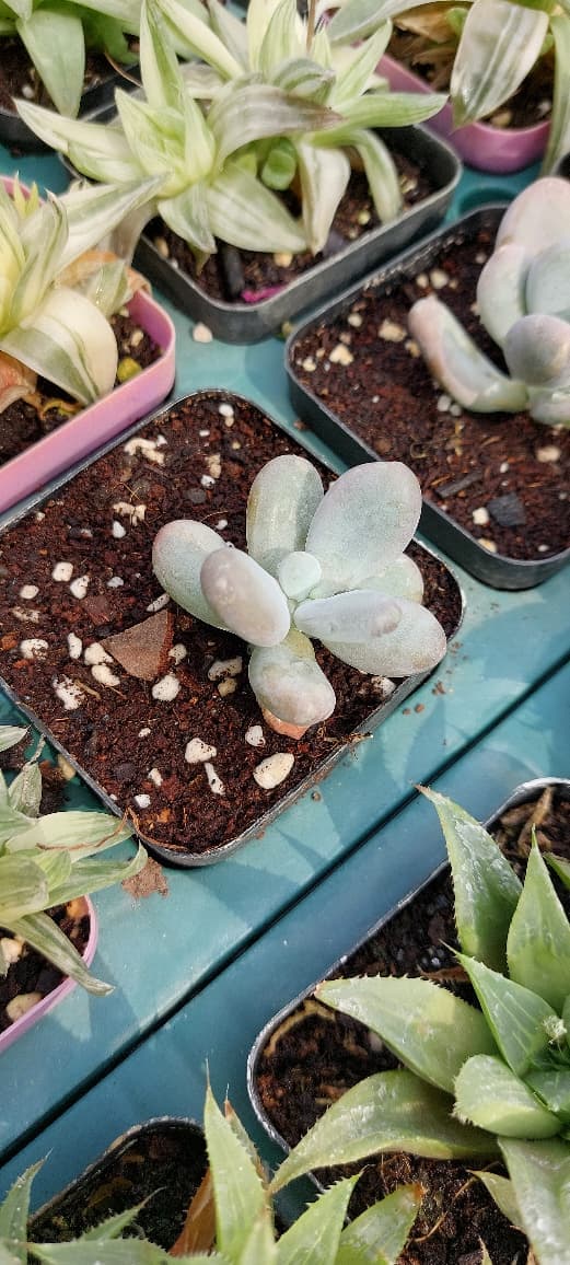 succulent