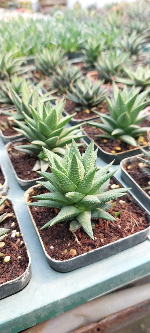  Haworthiopsis limifolia