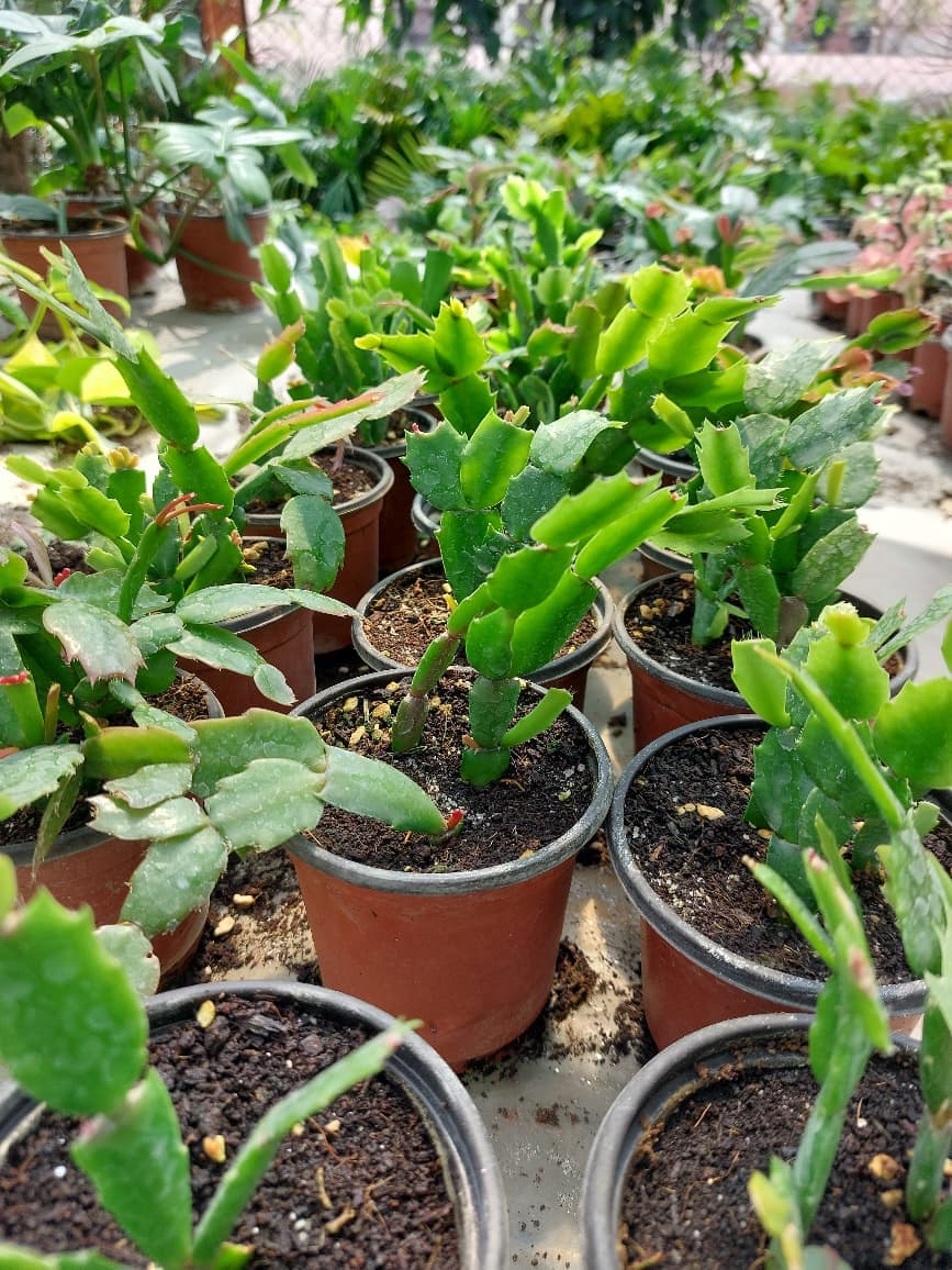 Christmas Cacti