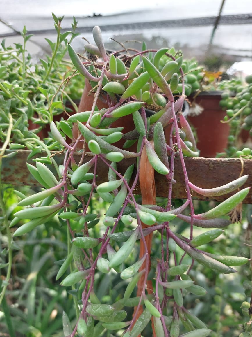 Ruby Necklace Plant