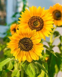 Flowering Plants