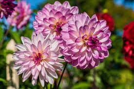 Dahlia