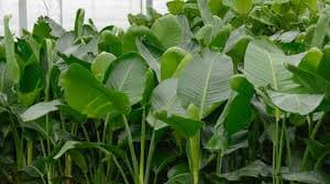 Garden Plants