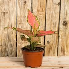 Aglaonema Pink
