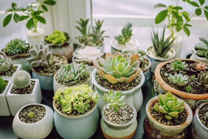 Succulents Test