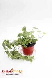 English Ivy