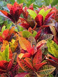 Croton